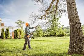 How Our Tree Care Process Works  in  Stanton, MI