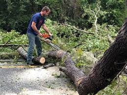 Professional Tree Services in Stanton, MI